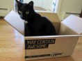 /album/humores-pics-/a02-felix-cat-maycontainawesome-box-jpg/
