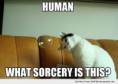 /album/humores-pics-/funny-cat-bubble-sorcery-pics-jpg/