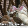 /album/humores-pics-/funny-cat-bunny-ears-undercover-jpg/